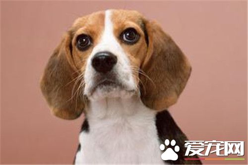 比格犬能看家吗,比格犬看家护院么