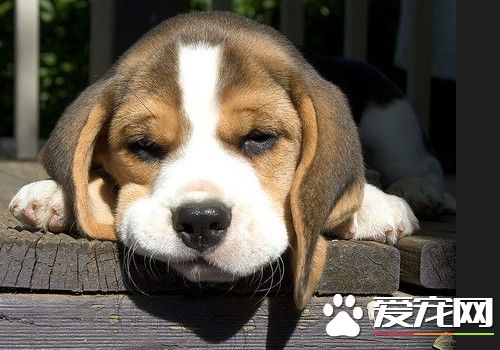 比格犬能看家吗,比格犬看家护院么