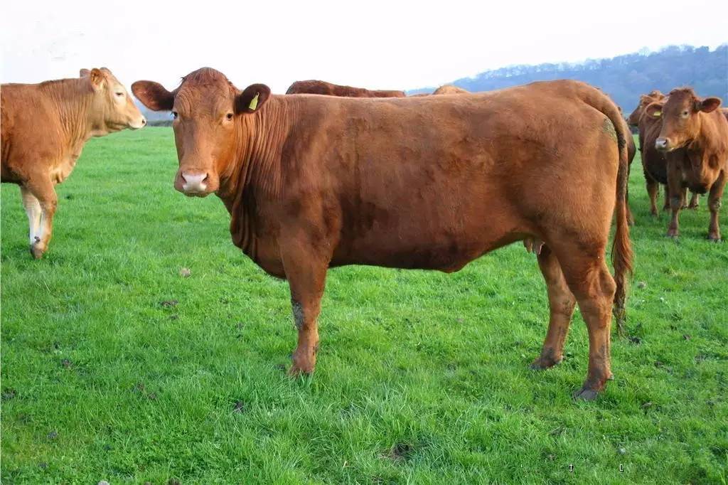 养牛大户致富模式视频,养牛专家养牛大户