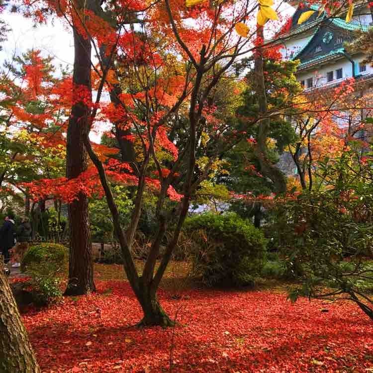 日本自由行京都红叶之旅,日本名古屋红叶风景
