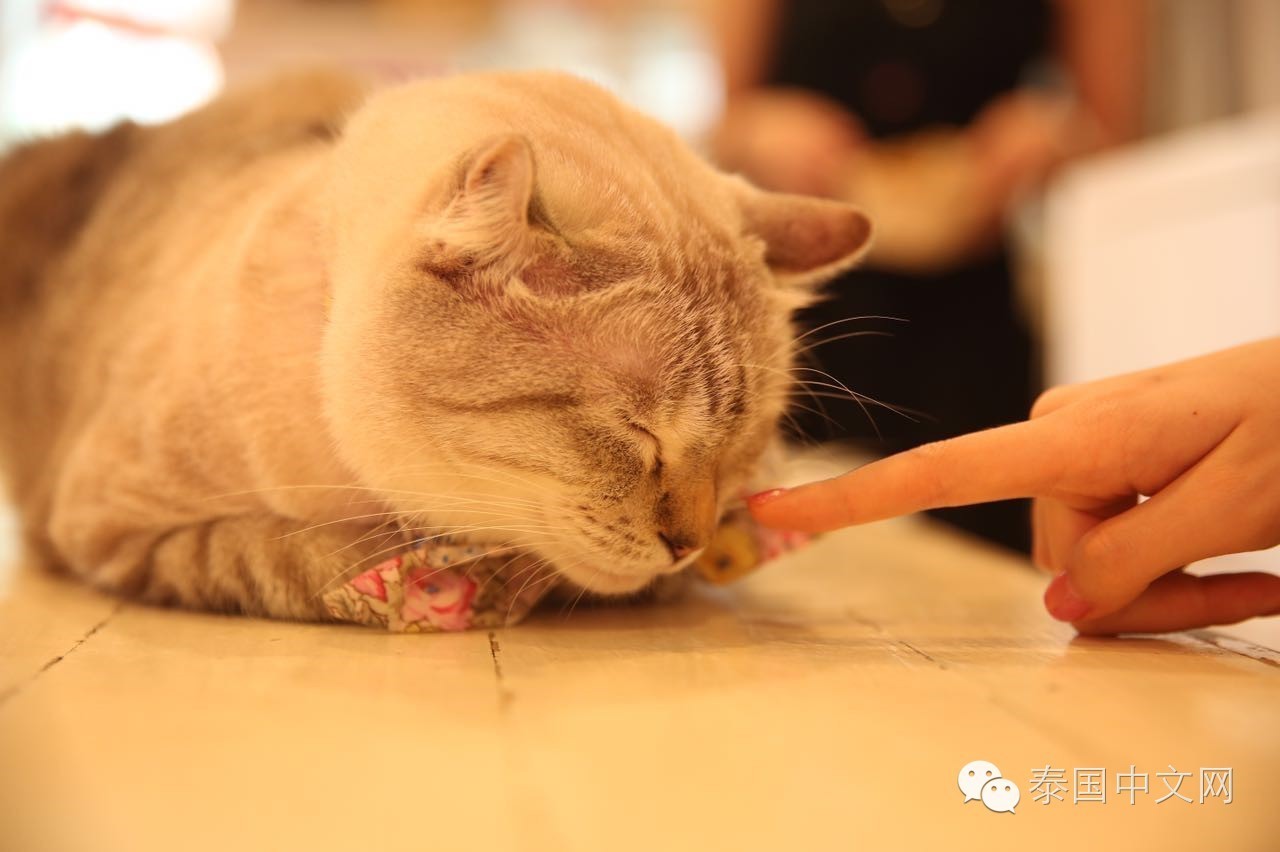 丁婷婷在曼谷的地位,泰国硕士留学真实感受