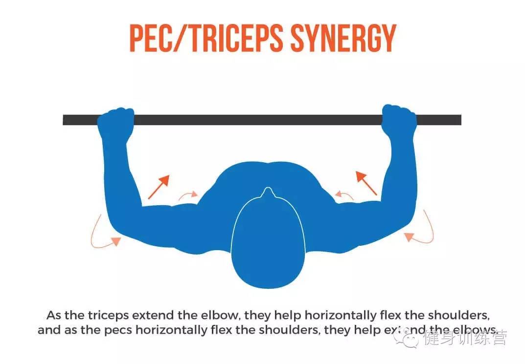 干货|终极版卧推指南——卧推生物力学