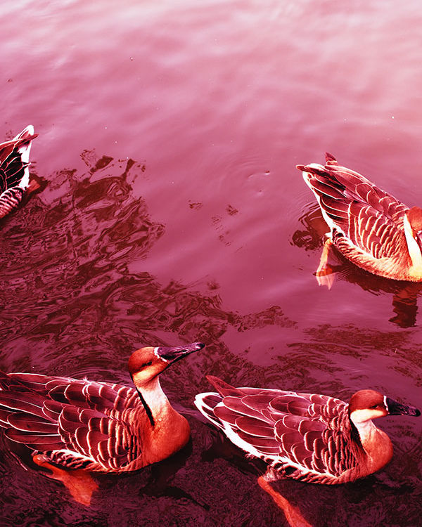 奥林巴斯epl8拍的照片,奥林巴斯epl8怎么自拍