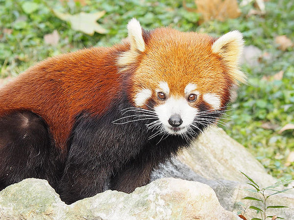 奥林巴斯epl8拍的照片,奥林巴斯epl8怎么自拍