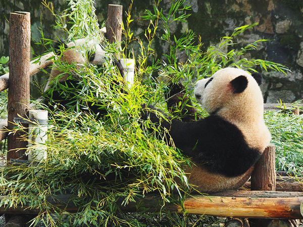 奥林巴斯epl8拍的照片,奥林巴斯epl8怎么自拍