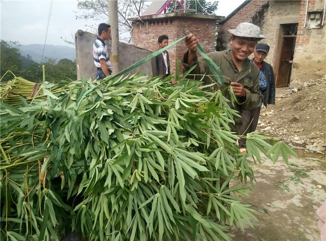 蚕宝宝突然变成黄色而且身上很多,蚕宝宝变成飞蛾吃不吃桑叶