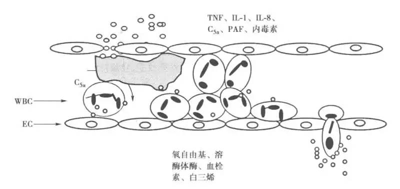 麻醉江湖烽烟再起，且看正邪双方如何决战“感染性休克”！