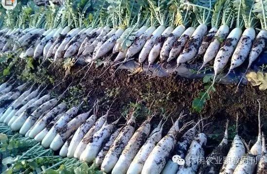 原来农业也可以运用科技,原来的稻地能种萝卜吗