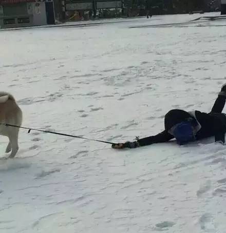 狗狗看雪需要注意什么,下雪天狗狗应该注意什么