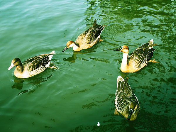 奥林巴斯epl8拍的照片,奥林巴斯epl8怎么自拍