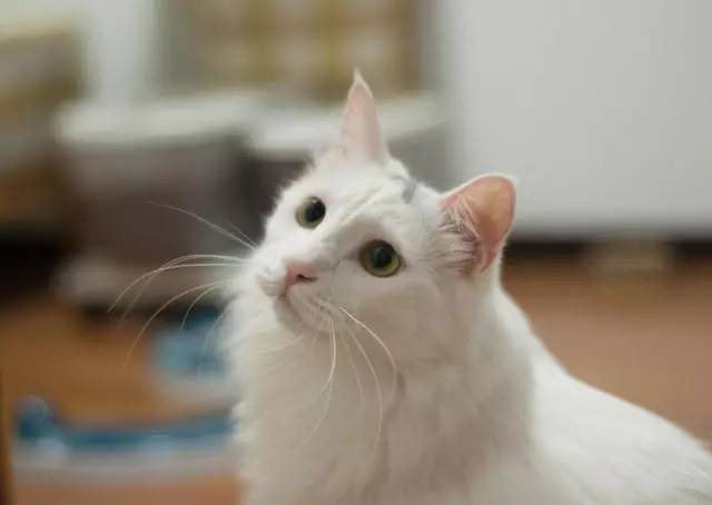 白色腿细细的那种狗是什么狗,细腿狗是什么狗