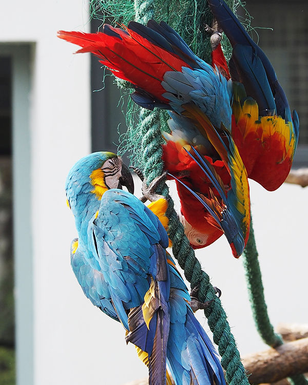 奥林巴斯epl8拍的照片,奥林巴斯epl8怎么自拍