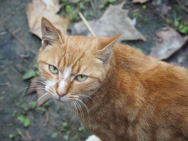 奥林巴斯epl8拍的照片,奥林巴斯epl8怎么自拍