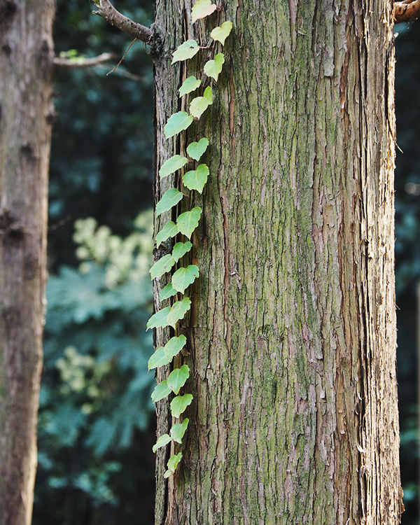 奥林巴斯epl8拍的照片,奥林巴斯epl8怎么自拍