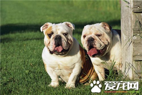 怎么辨别法国斗牛犬的正宗血统,纯种英国斗牛犬