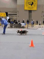 白色腿细细的那种狗是什么狗,细腿狗是什么狗