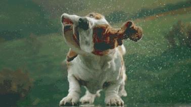 白色腿细细的那种狗是什么狗,细腿狗是什么狗