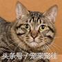 可爱的猫咪视频小奶猫,猫咪大全及名字