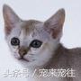 可爱的猫咪视频小奶猫,猫咪大全及名字