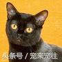 可爱的猫咪视频小奶猫,猫咪大全及名字