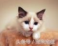 可爱的猫咪视频小奶猫,猫咪大全及名字