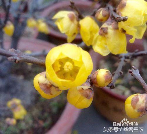 腊梅梅花修剪造型,素心腊梅怎么修剪