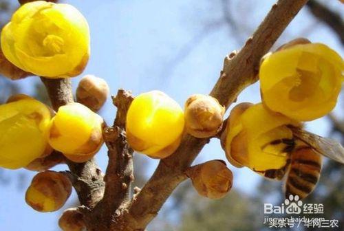 腊梅梅花修剪造型,素心腊梅怎么修剪