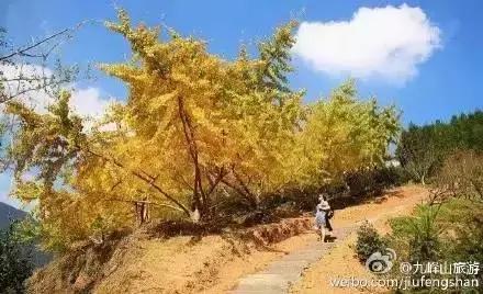 南雄看银杏值得去吗,南雄看银杏攻略