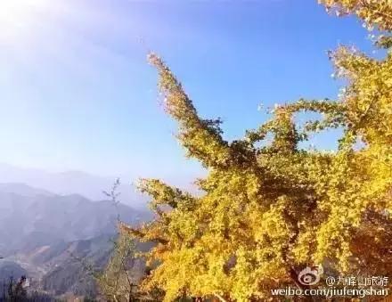 南雄看银杏值得去吗,南雄看银杏攻略