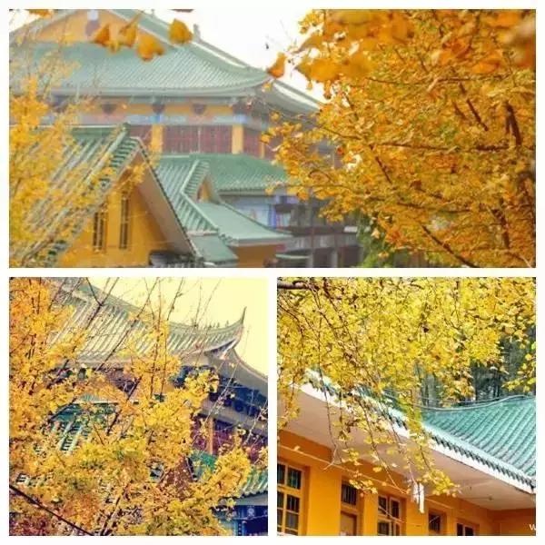 南雄看银杏值得去吗,南雄看银杏攻略