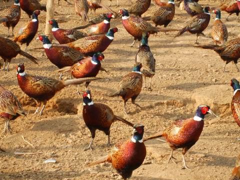 适合农村发展的项目，农村致富好项目
