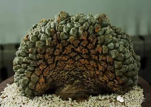 稀有和昂贵的多肉有哪些 (五种濒临灭绝的多肉)