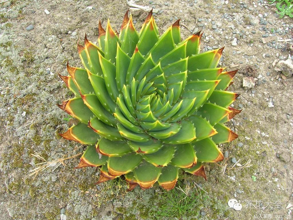 稀有和昂贵的多肉有哪些 (五种濒临灭绝的多肉)