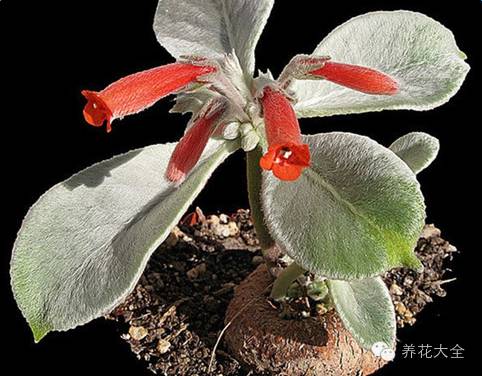 稀有和昂贵的多肉有哪些 (五种濒临灭绝的多肉)