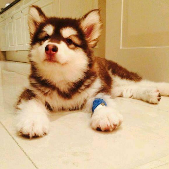 王思聪敢给王可可买这条狗链,看来是决心挑衅整个娱乐圈了