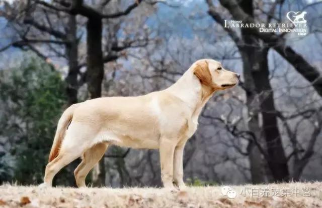 拉布拉多是不是家养的最佳犬种,萨摩耶拉布拉多犬是哪里的犬种