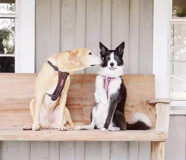 拉布拉多是不是家养的最佳犬种,萨摩耶拉布拉多犬是哪里的犬种