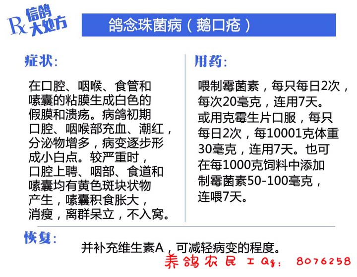 信鸽常见疾病和治疗,信鸽病的诊断治疗