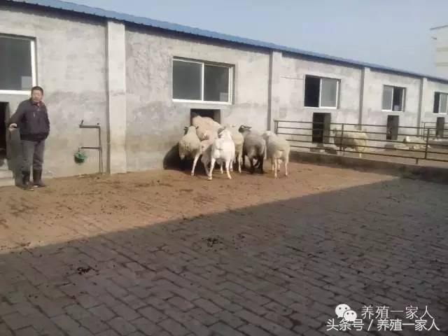 羊群出现羊吃毛羊互相啃毛怎么办,羊群出现黑羊怎么回事