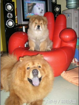 松狮和小汪星人,主人给家里的猫找了女朋友