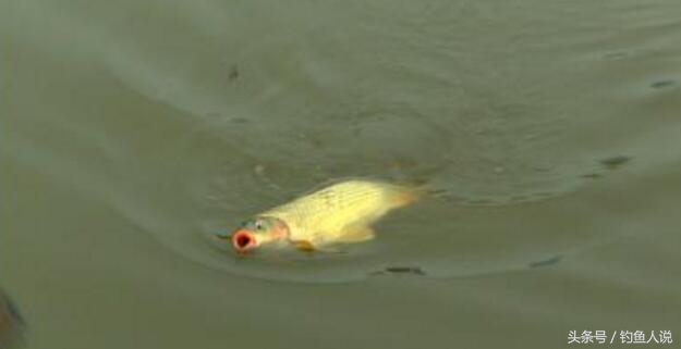 一学就会的游泳教程,野钓最好的钓法