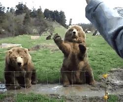 河北细狗抓兔子视频,抓兔子的细狗