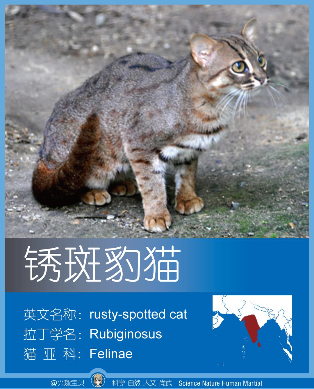 所有36种猫科动物排行,兴趣宝贝21期