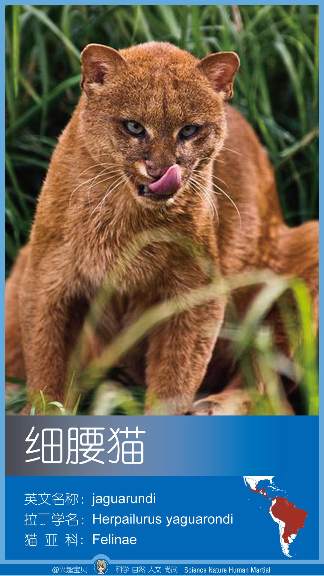 所有36种猫科动物排行,兴趣宝贝21期