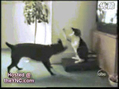 所有36种猫科动物排行,兴趣宝贝21期