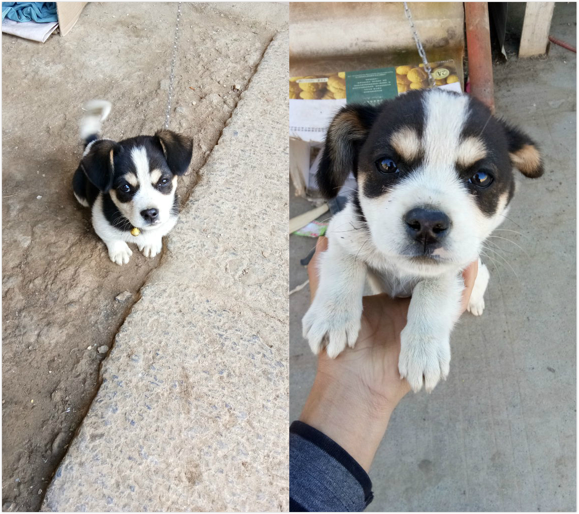 网友花1000块钱买二哈问纯不纯,在网上买二哈刚到家