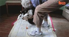 宠物吃辣条搞笑视频,什么宠物吃辣条会中毒