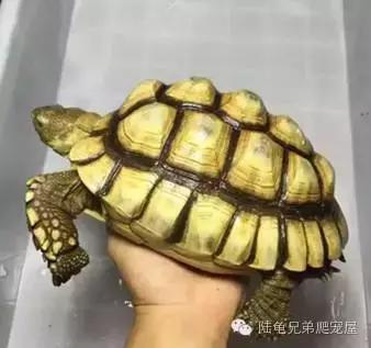 苏卡达生长快吗,如何辨别激素苏卡达