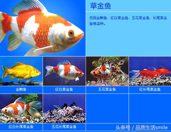 金鱼品种介绍视频大全,泰狮金鱼品种