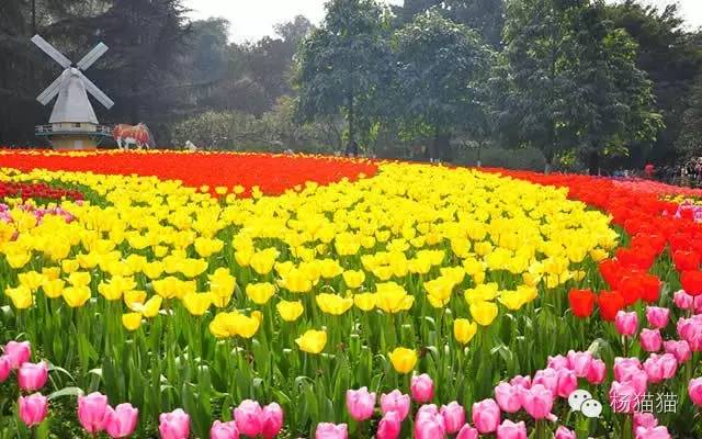 郁金香花语可以送给女朋友吗,郁金香花语寓意卡片